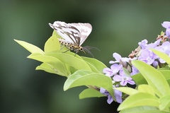 Nyctemera adversata