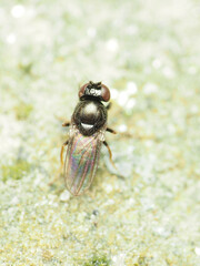 Athyroglossa glaphyropus