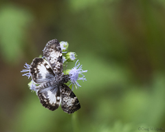 Chiomara georgina