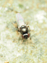 Athyroglossa glaphyropus