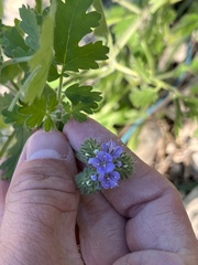 Phacelia congesta