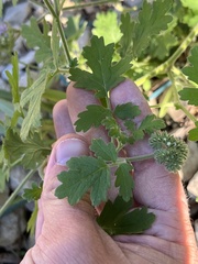 Phacelia congesta