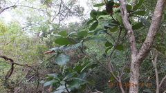 Vitellariopsis marginata