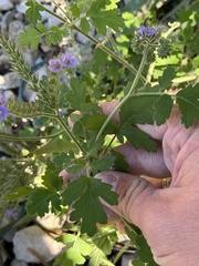 Phacelia congesta