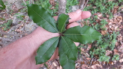 Vitellariopsis marginata