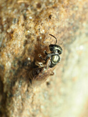 Lasioglossum zephyrus