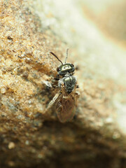 Lasioglossum zephyrus