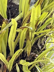 Pyrrosia longifolia