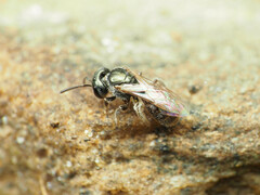 Lasioglossum zephyrus
