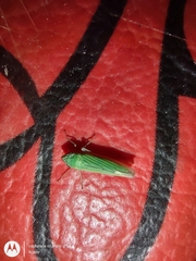 Syncharina argentina