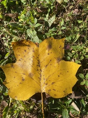 Erysiphe liriodendri