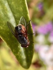 Calliphora augur