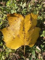 Erysiphe liriodendri