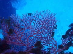 Melithaea ochracea