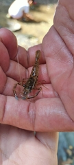 Macrobrachium asperulum