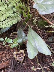 Asarum hypogynum