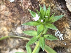 Sherardia arvensis