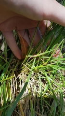 Chascolytrum subaristatum