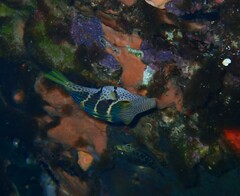 Canthigaster valentini
