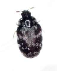 Anthrenocerus australis