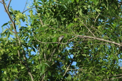 Myiarchus swainsoni
