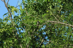 Myiarchus swainsoni