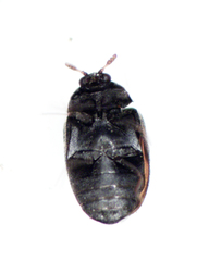 Anthrenocerus australis