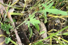 Convolvulus angustissimus