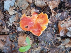 Hygrocybe punicea