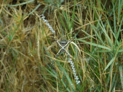 Argiope