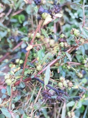 Melochia corchorifolia