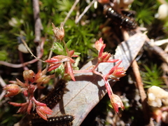 Crassula decumbens