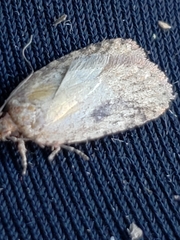 Acleris placidana