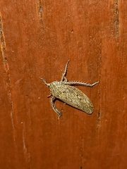 Curtara