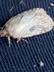 Acleris placidana