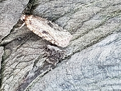 Acleris placidana