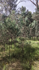 Callitris glaucophylla