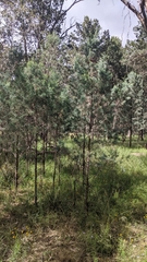 Callitris glaucophylla