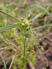 Drosera hookeri