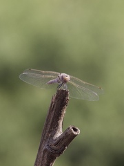 Sympetrum corruptum