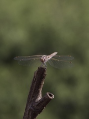 Sympetrum corruptum