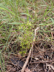 Drosera hookeri