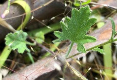 Convolvulus angustissimus