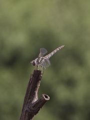 Sympetrum corruptum
