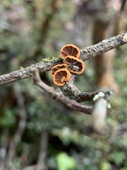Anthracophyllum discolor
