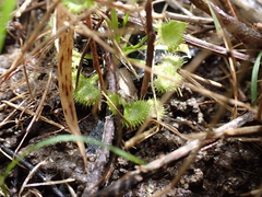 Drosera hookeri
