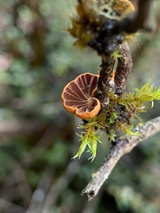Anthracophyllum discolor