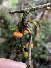 Anthracophyllum discolor