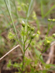 Drosera hookeri