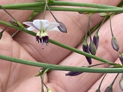 Arthropodium milleflorum